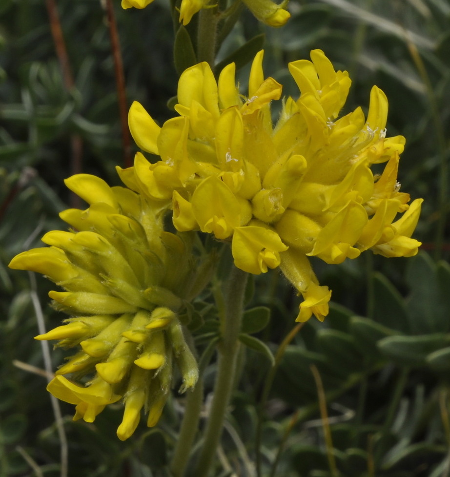 Изображение особи Anthyllis aurea.