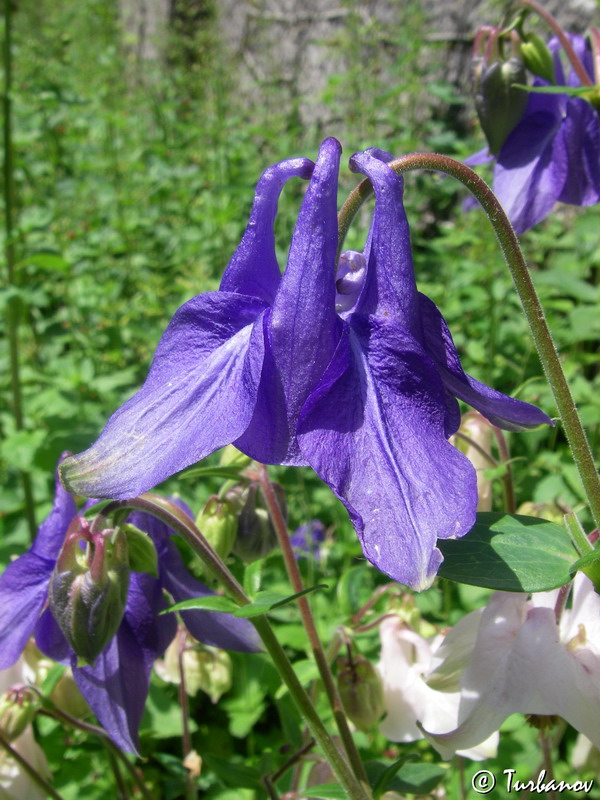 Изображение особи Aquilegia vulgaris.