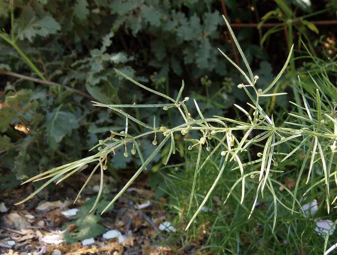 Изображение особи Asparagus verticillatus.