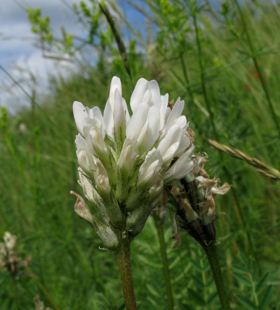 Изображение особи Astragalus inopinatus.