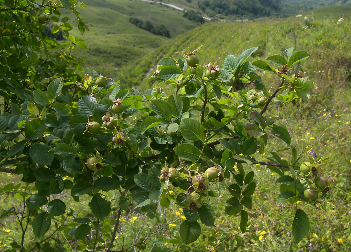 Image of Rosa lupulina specimen.