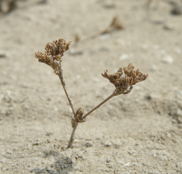 Image of Frankenia pulverulenta specimen.