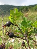 Rosa spinosissima