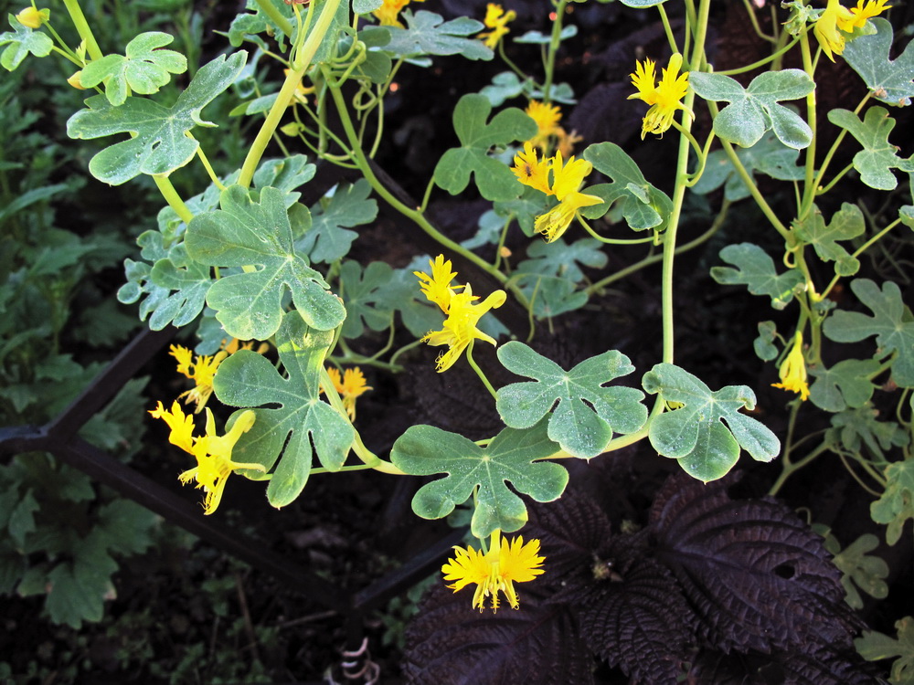 Изображение особи Tropaeolum peregrinum.