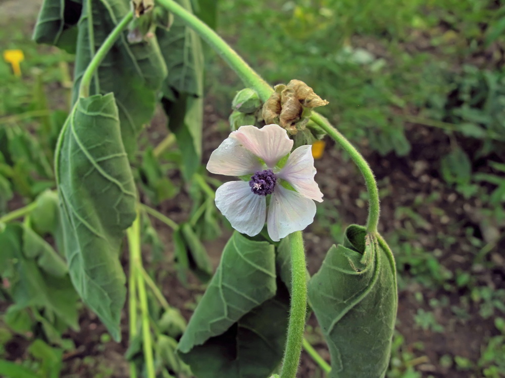 Изображение особи Althaea officinalis.