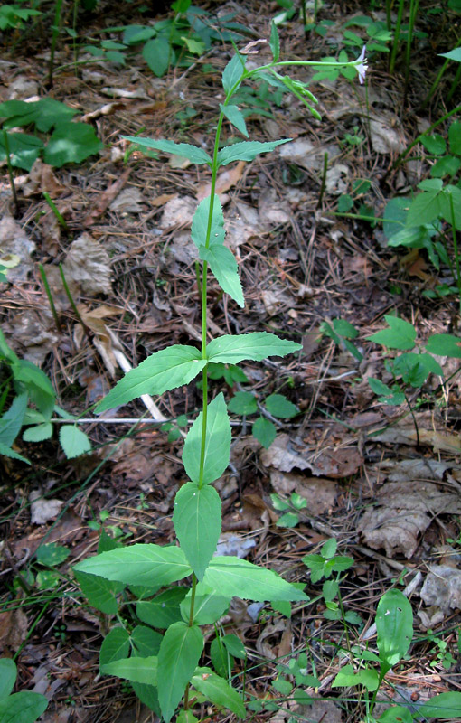 Изображение особи Epilobium montanum.