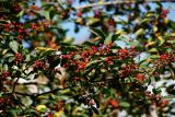 Frangula alnus