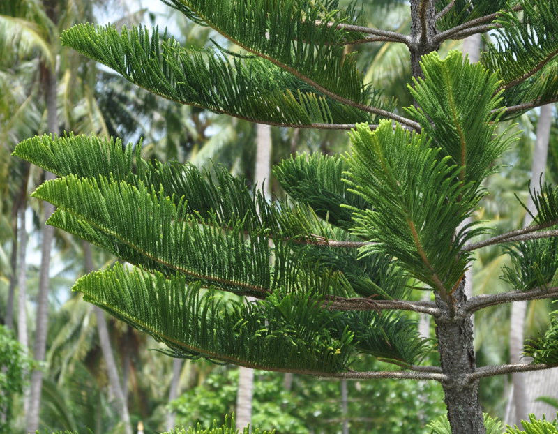 Изображение особи Araucaria heterophylla.