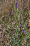 Polygala comosa. Цветущее растение. Иркутская обл., Слюдянский р-н, окр. порта Байкал, левый берег р. Ангара. 29.09.2013.