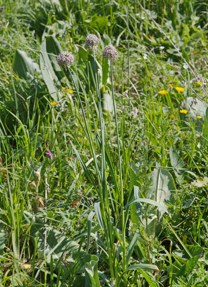 Image of Allium amblyophyllum specimen.
