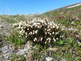 Cassiope tetragona