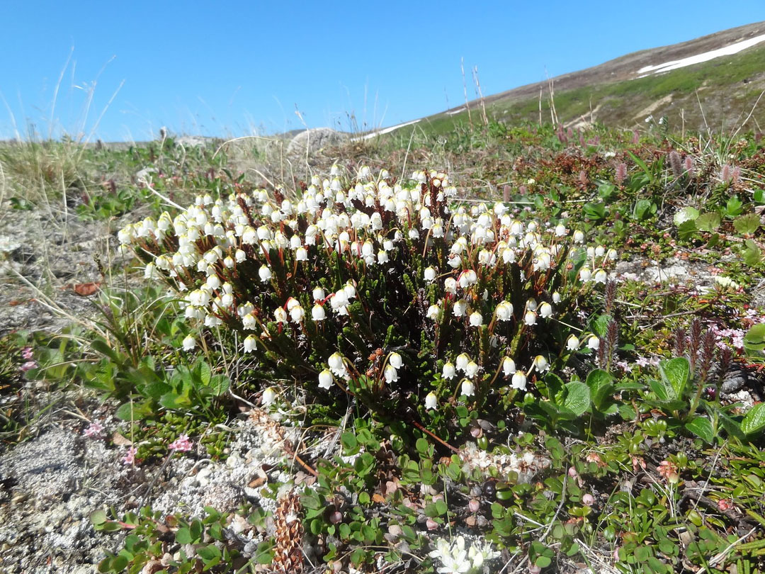 Изображение особи Cassiope tetragona.