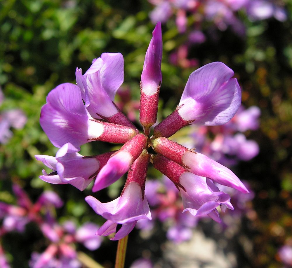 Изображение особи Astragalus tumninensis.