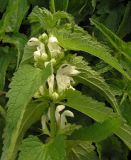 Lamium album subspecies orientale. Верхушка цветущего растения. Приморский край, Спасский р-н, окр. с. Хвалынка. 14.09.2013.