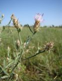 Centaurea diffusa