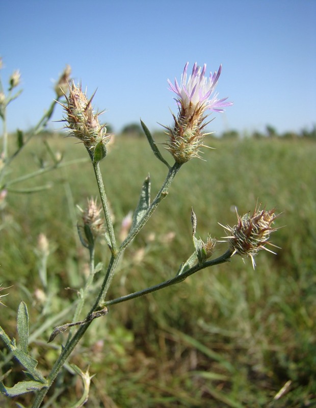 Image of Centaurea diffusa specimen.