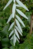Buddleja alternifolia