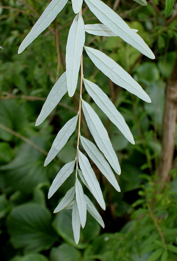 Изображение особи Buddleja alternifolia.