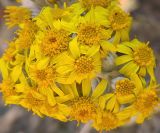 Senecio cineraria. Соцветия. Крым, г. Керчь, клумба в сквере. Июнь 2010 г.