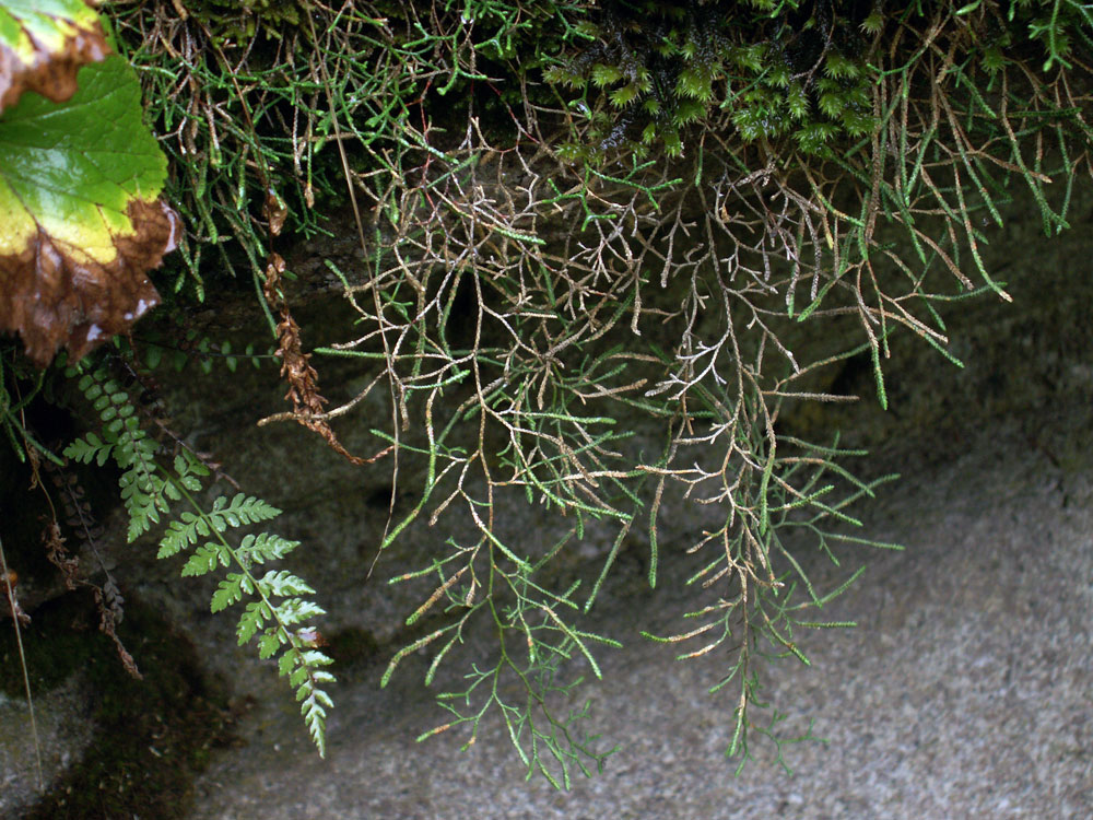 Image of Selaginella aitchisonii specimen.