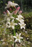 Menyanthes trifoliata