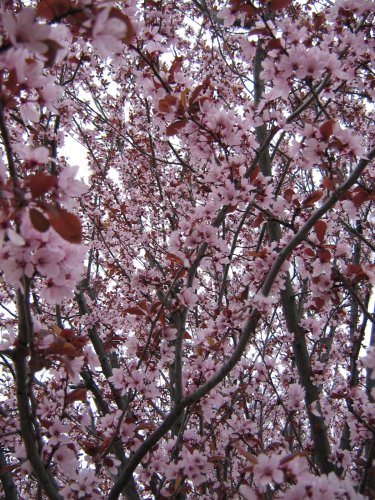 Изображение особи род Prunus.