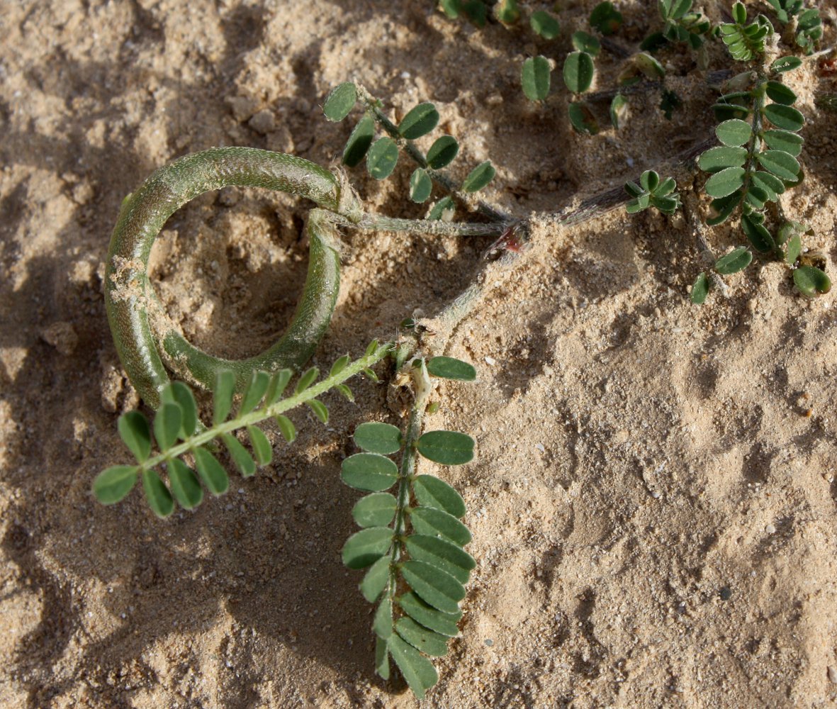 Изображение особи Astragalus callichrous.