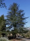 Cedrus libani. Взрослое дерево. Германия, г. Дюссельдорф, Ботанический сад университета. 10.03.2014.