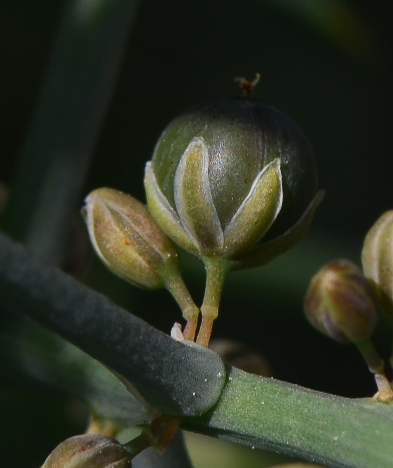 Изображение особи Asparagus horridus.