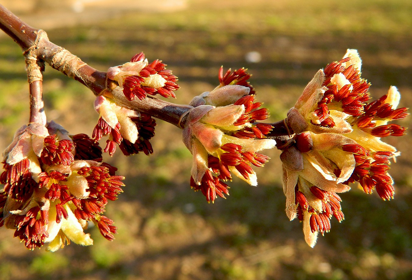 Image of Acer negundo specimen.