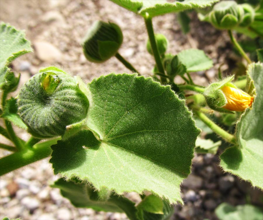 Image of Abutilon hirtum specimen.