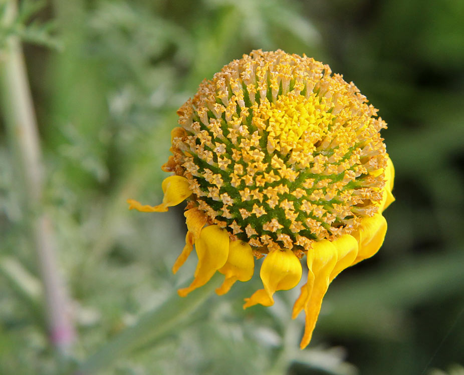 Image of Glebionis coronaria specimen.