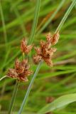 Bolboschoenus planiculmis