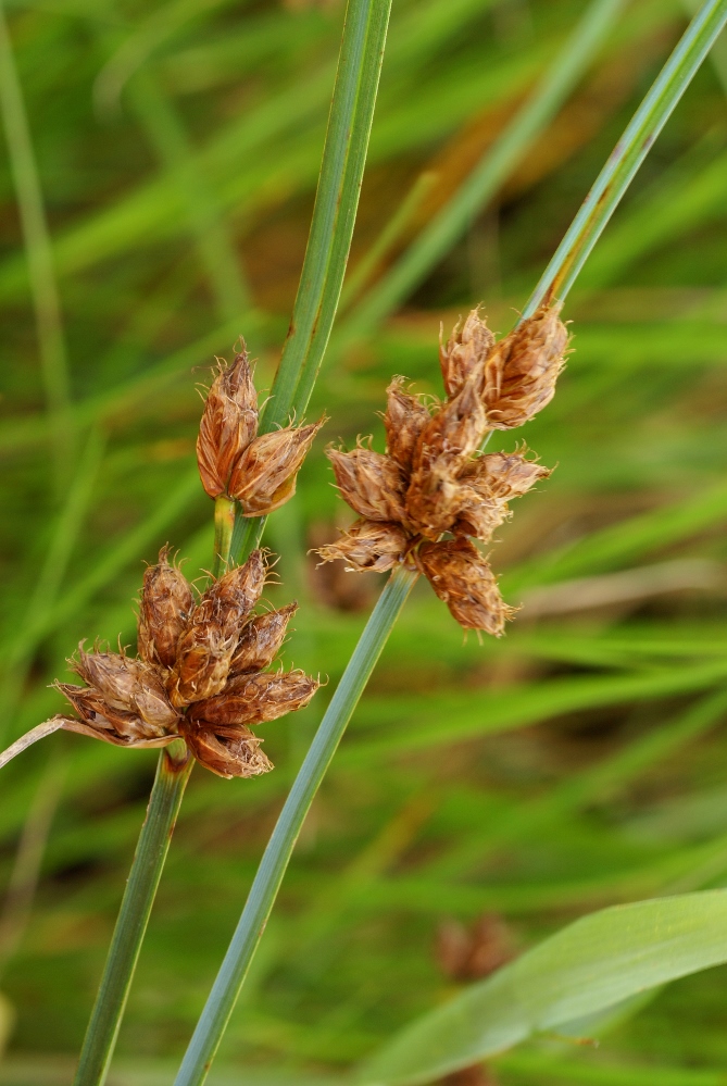 Image of Bolboschoenus planiculmis specimen.