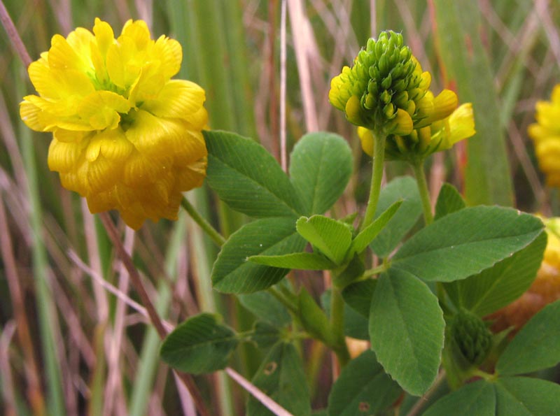 Изображение особи Trifolium aureum.