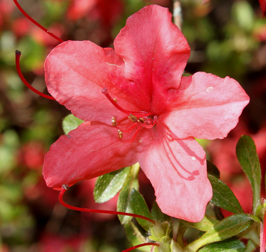 Image of Rhododendron obtusum specimen.