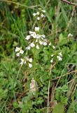 Cardamine tenera