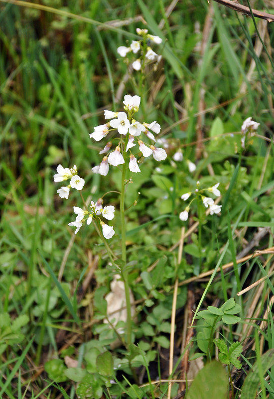 Image of Cardamine tenera specimen.