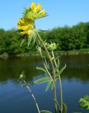 Anthyllis vulneraria