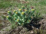 Rhodiola rosea