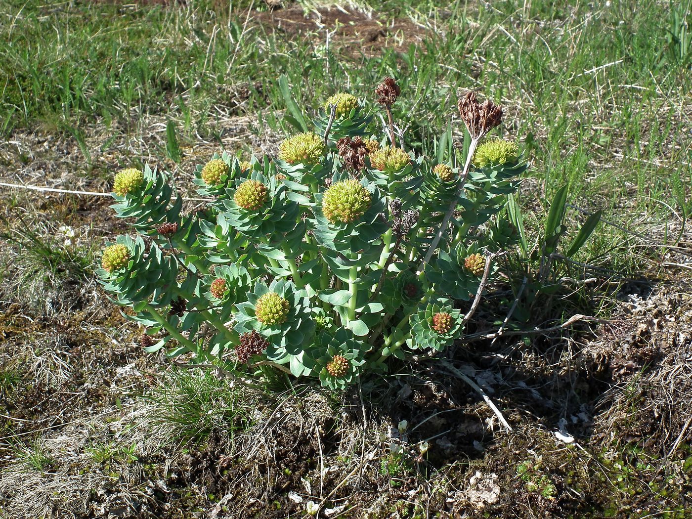 Image of Rhodiola rosea specimen.