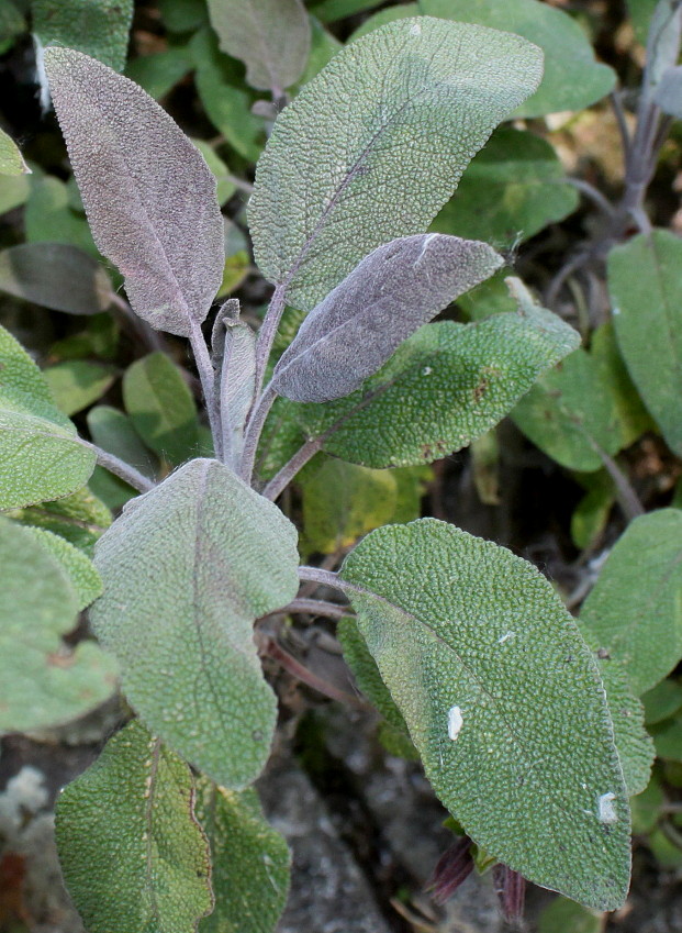 Изображение особи Salvia tomentosa.