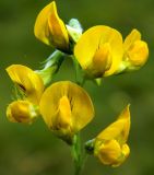 Lathyrus pratensis