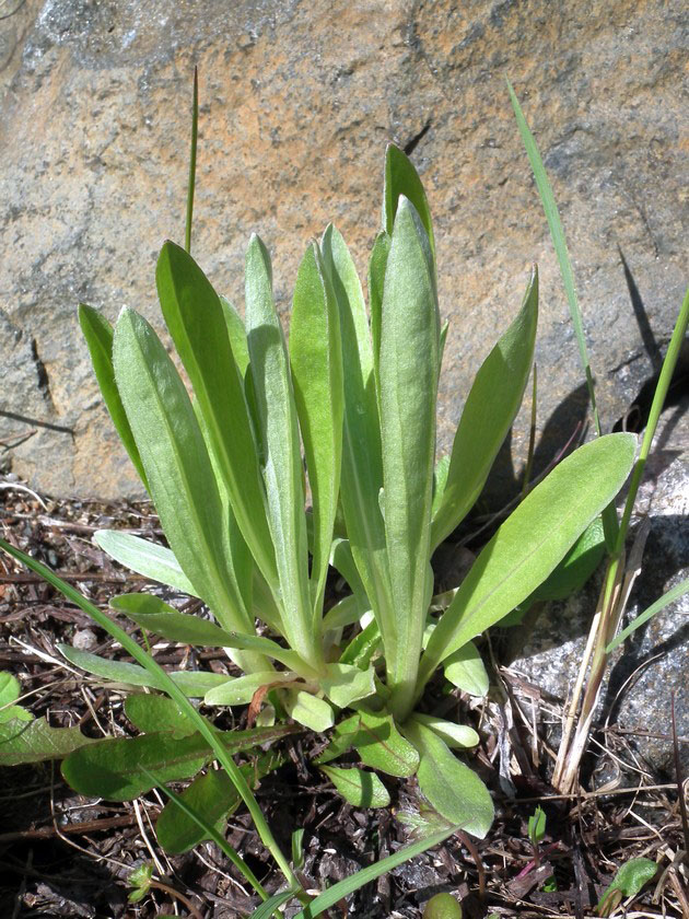 Image of Omalotheca norvegica specimen.