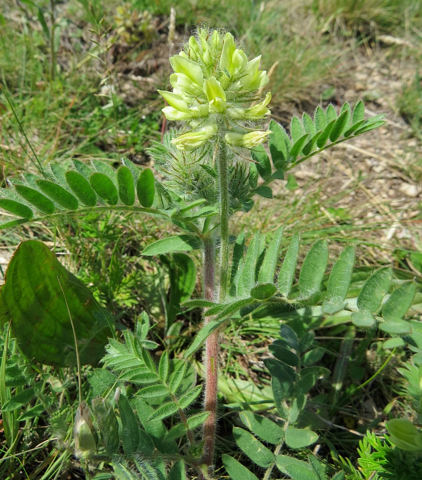 Image of Oxytropis pilosa specimen.