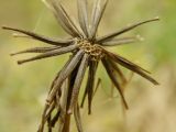 Tragopogon dasyrhynchus