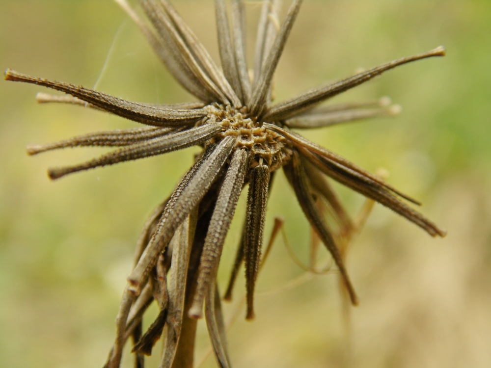 Изображение особи Tragopogon dasyrhynchus.