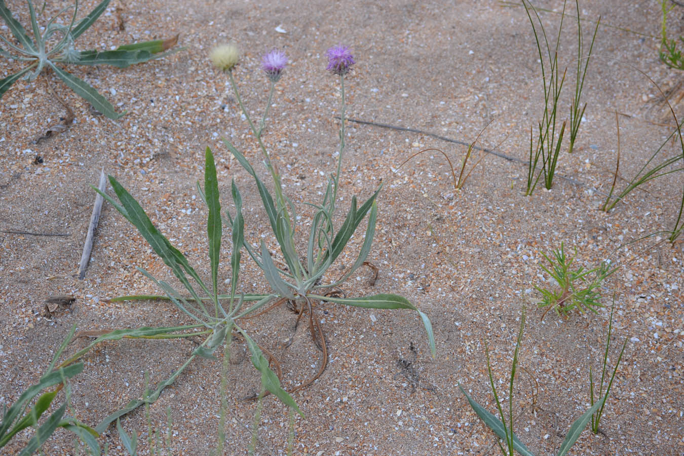 Image of Jurinea longifolia specimen.