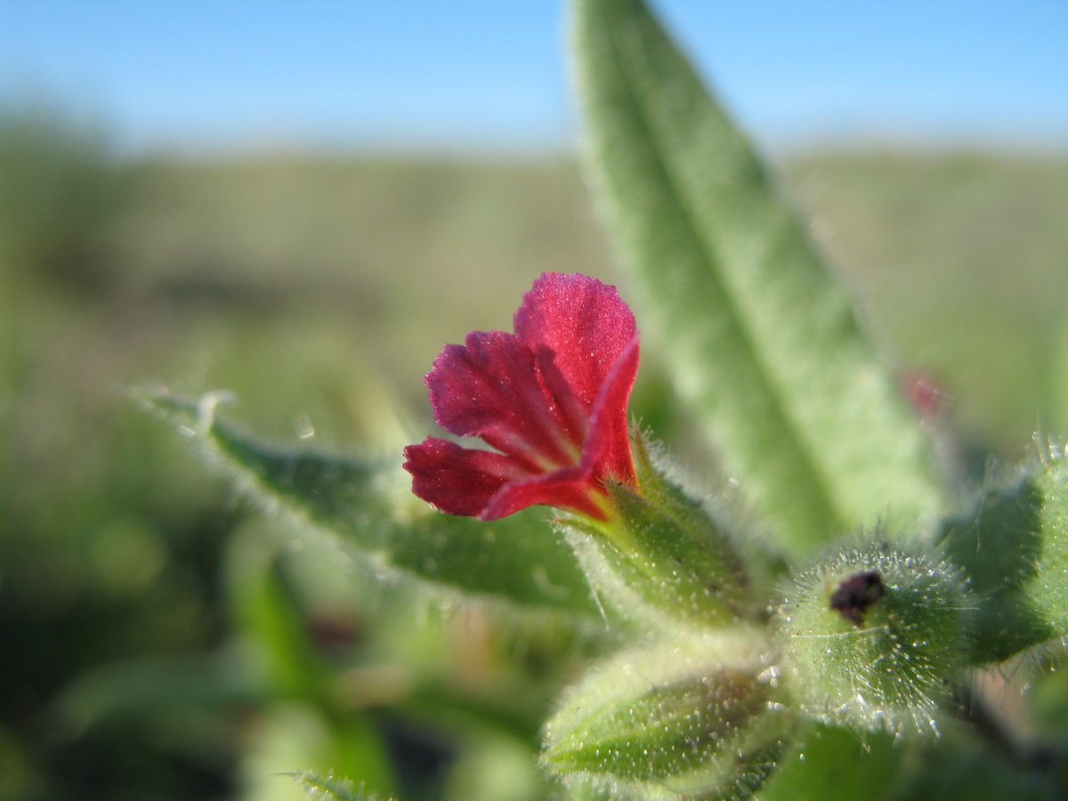 Image of Nonea caspica specimen.