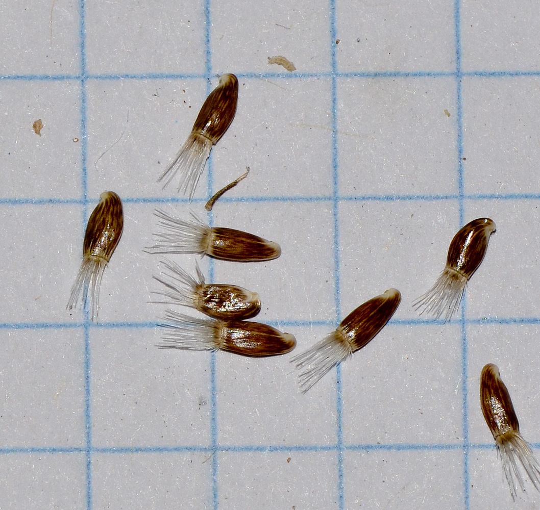 Image of Centaurea procurrens specimen.
